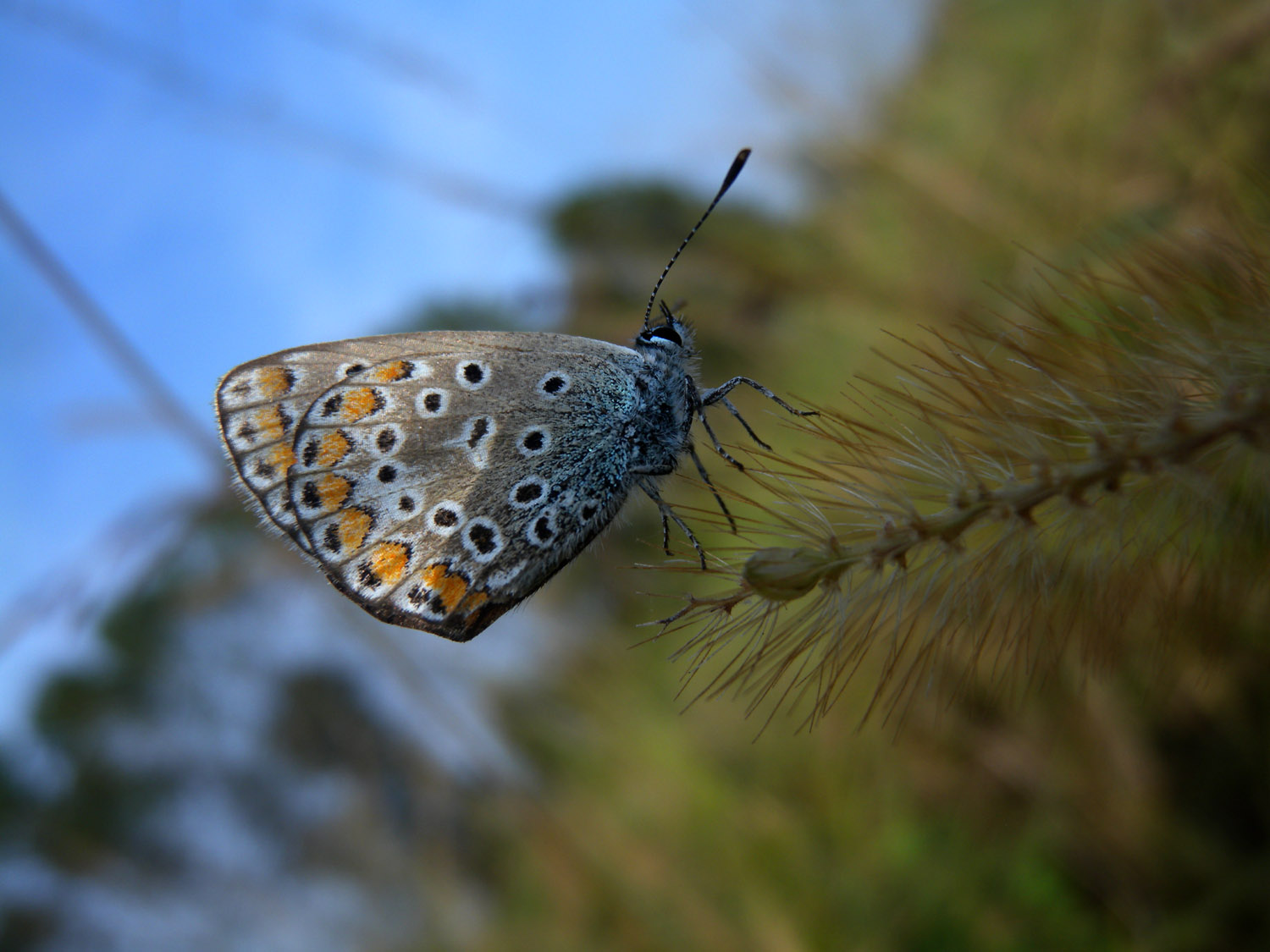 Polyommatus ? - S, Polyommatus icarus